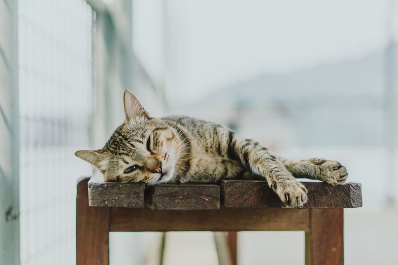 Relaxing and Lounging